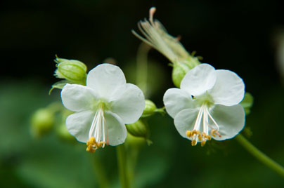 geranium-White-Ness