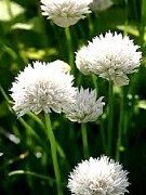 Allium schoenoprasum "White One"