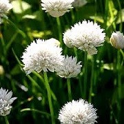 hvid-purløg Allium schoenoprasum "White One"