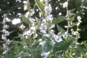Altaea officinalis