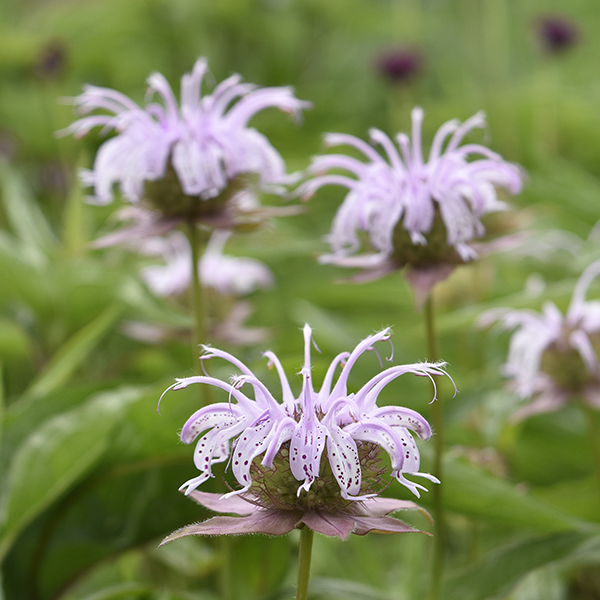monarda bradburriana