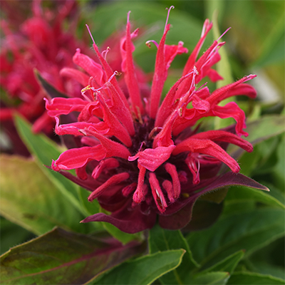 monarda didyma