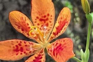orange-roed