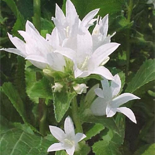 plant_campanula_glomerata___alba___1_21