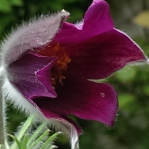 pulsatilla rød