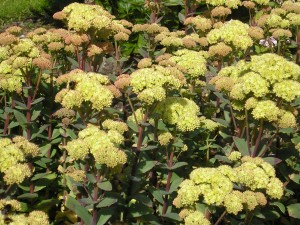 sedum creme lime