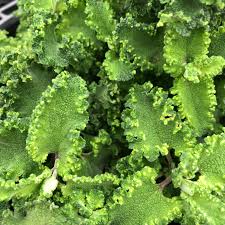 teucrium crispun