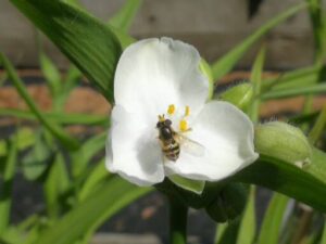 tradescantia hvid