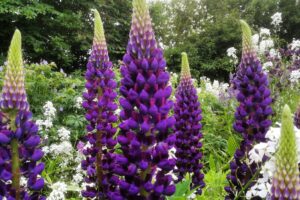 IMG_20210618_225950_029 (1)