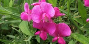 lathyrus